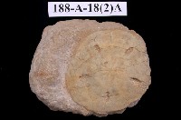 藏品(海膽)的圖片